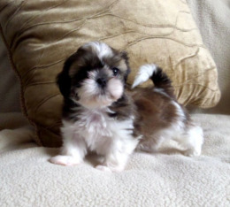 shih-tzu-puppy-for-sale-tri-colour-girlimperial-543a6c0bb46b9-aq3nlf